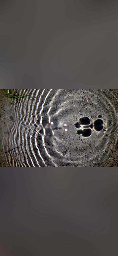 Fondo de pantalla Surface waves and water striders en tonos olive y charcoal, Full HD, formato 4:3 para móvil
