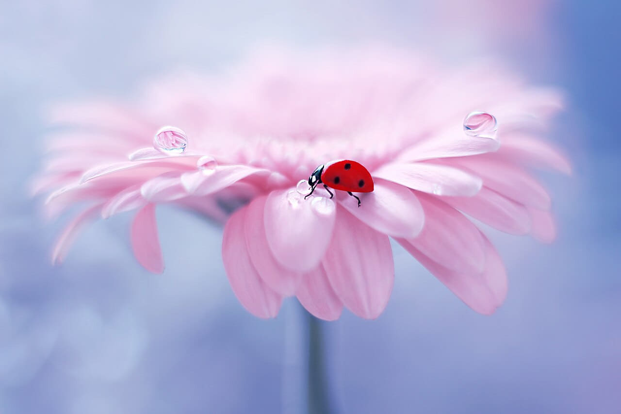 Fondo de pantalla Tea Break en tonos verde salvia y menta, Full HD, formato 4:3 para móvil