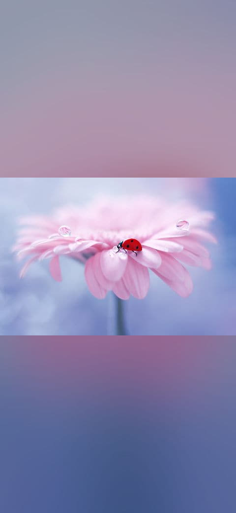 Fondo de pantalla Tea Break en tonos verde salvia y menta, Full HD, formato 4:3 para móvil