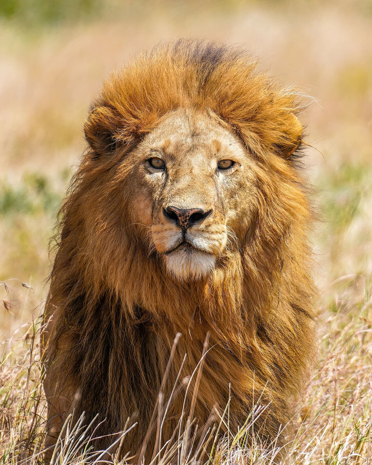 Fondo de pantalla The lion king Tryggve in the Serengeti National… en tonos blush y sand, Full HD, formato 4:5 para móvil