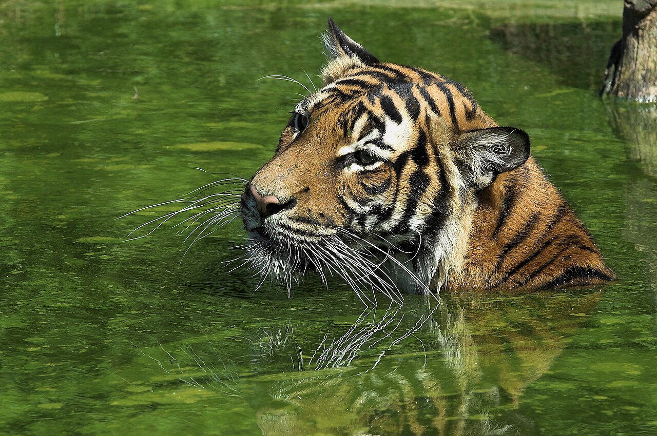 Fondo de pantalla Tiger-2 en tonos carbón y carbón, Full HD, formato 4:3 para móvil