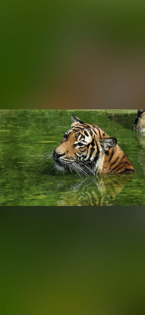 Fondo de pantalla Tiger-2 en tonos carbón y carbón, Full HD, formato 4:3 para móvil