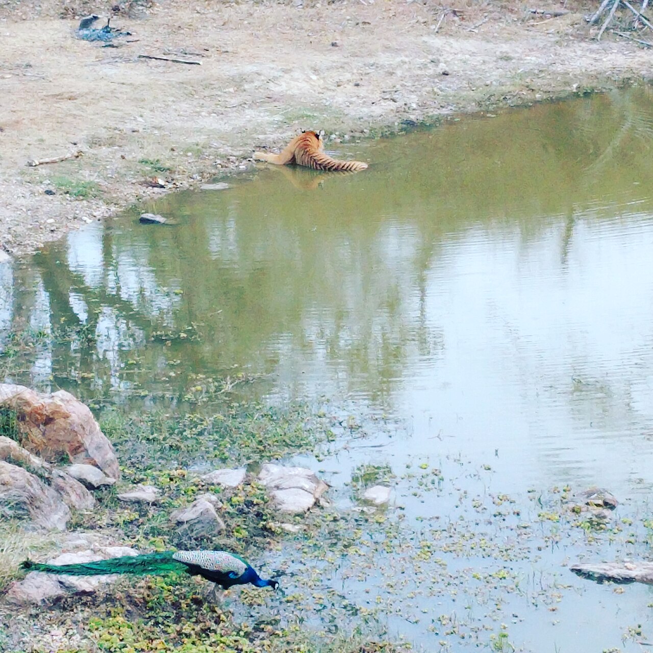 Fondo de pantalla Tiger and peacock in wild drinking water en tonos arena y verde salvia, Full HD, formato 1:1 para móvil