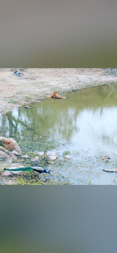 Fondo de pantalla Tiger and peacock in wild drinking water en tonos arena y verde salvia, Full HD, formato 1:1 para móvil