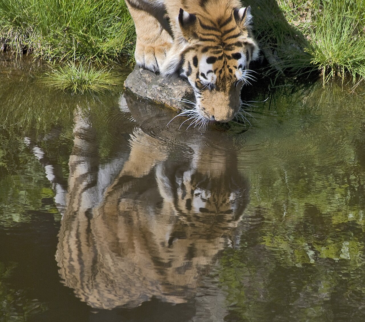 Fondo de pantalla Tiger drinking water en tonos carbón y oliva, Full HD, formato 1:1 para móvil