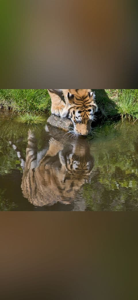 Fondo de pantalla Tiger drinking water en tonos carbón y oliva, Full HD, formato 1:1 para móvil