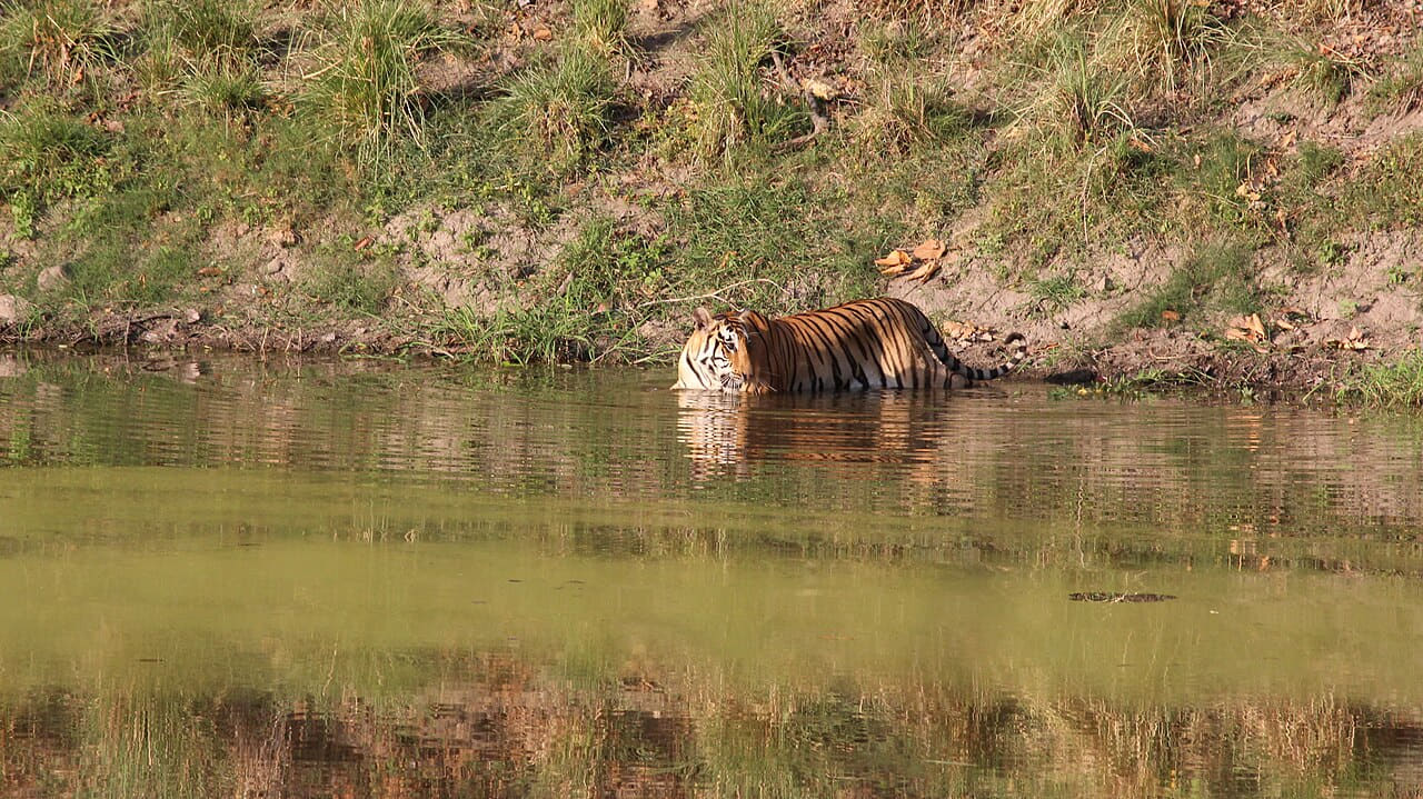 Fondo de pantalla Tiger in water kanha en tonos oliva y oliva, Full HD, formato 16:9 para móvil