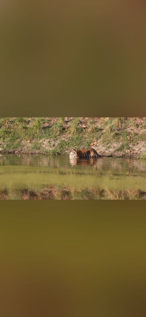 Fondo de pantalla Tiger in water kanha en tonos oliva y oliva, Full HD, formato 16:9 para móvil