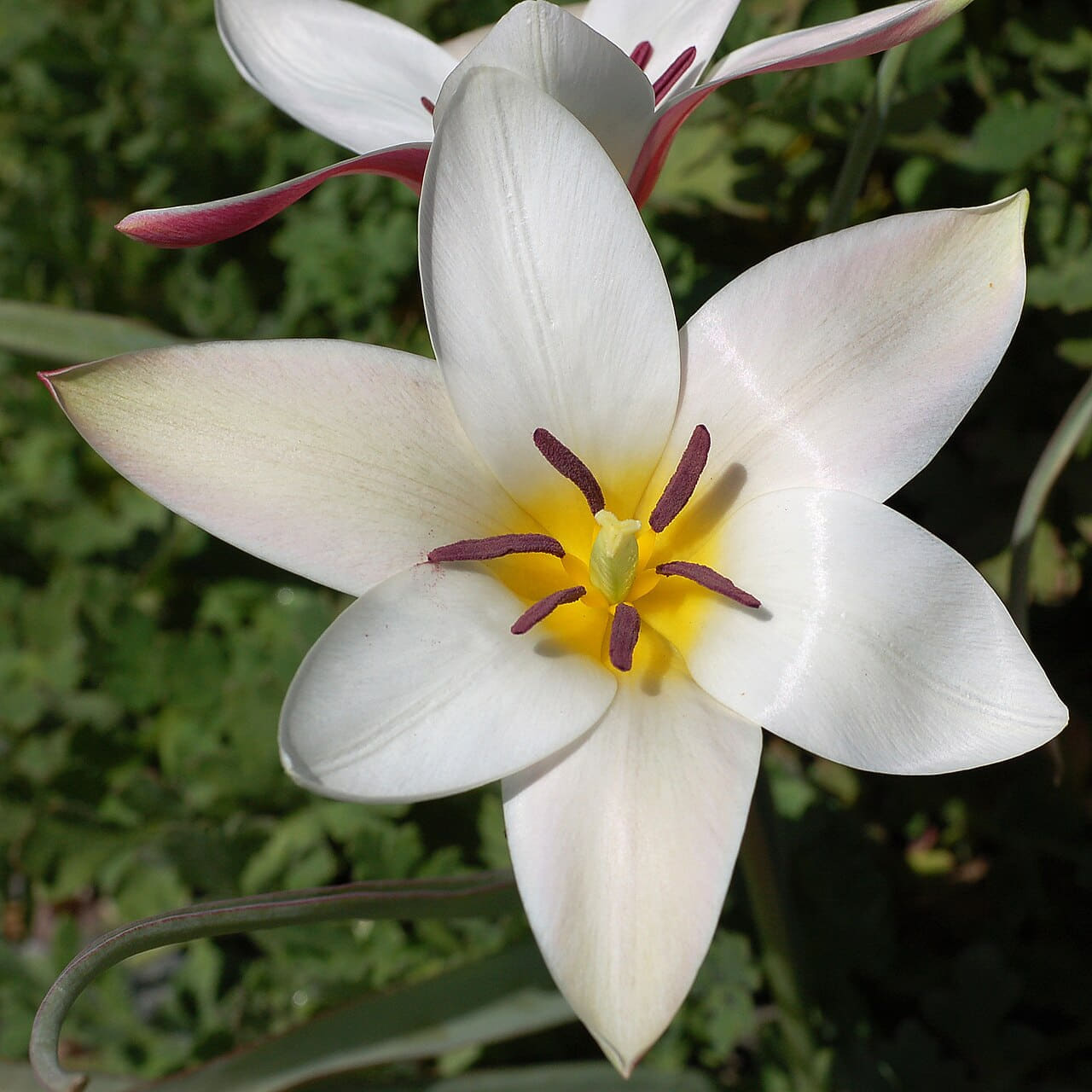 Tulip Tulipa clusiana 'Lady Jane' Rock Ledge Flower… wallpaper in sand and charcoal tones, Full HD, 1:1 format for phone