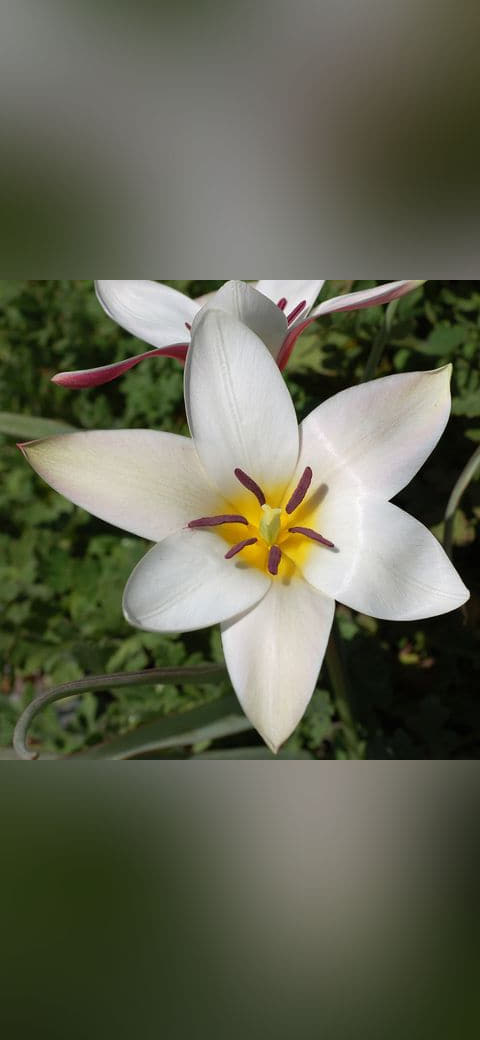 Fondo de pantalla Tulip Tulipa clusiana 'Lady Jane' Rock Ledge Flower… en tonos sand y charcoal, Full HD, formato 1:1 para móvil