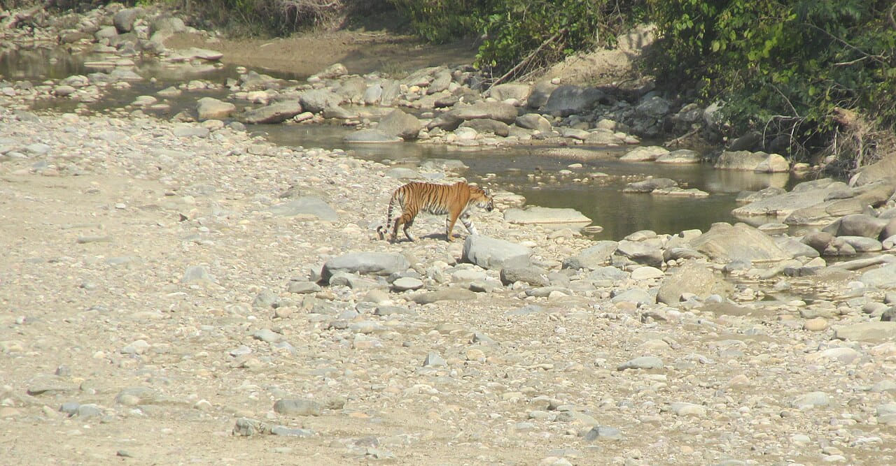 Fondo de pantalla Water is Water-Tiger at Jim Corbett National Park en tonos arena y rubor, Full HD, formato 16:9 para móvil