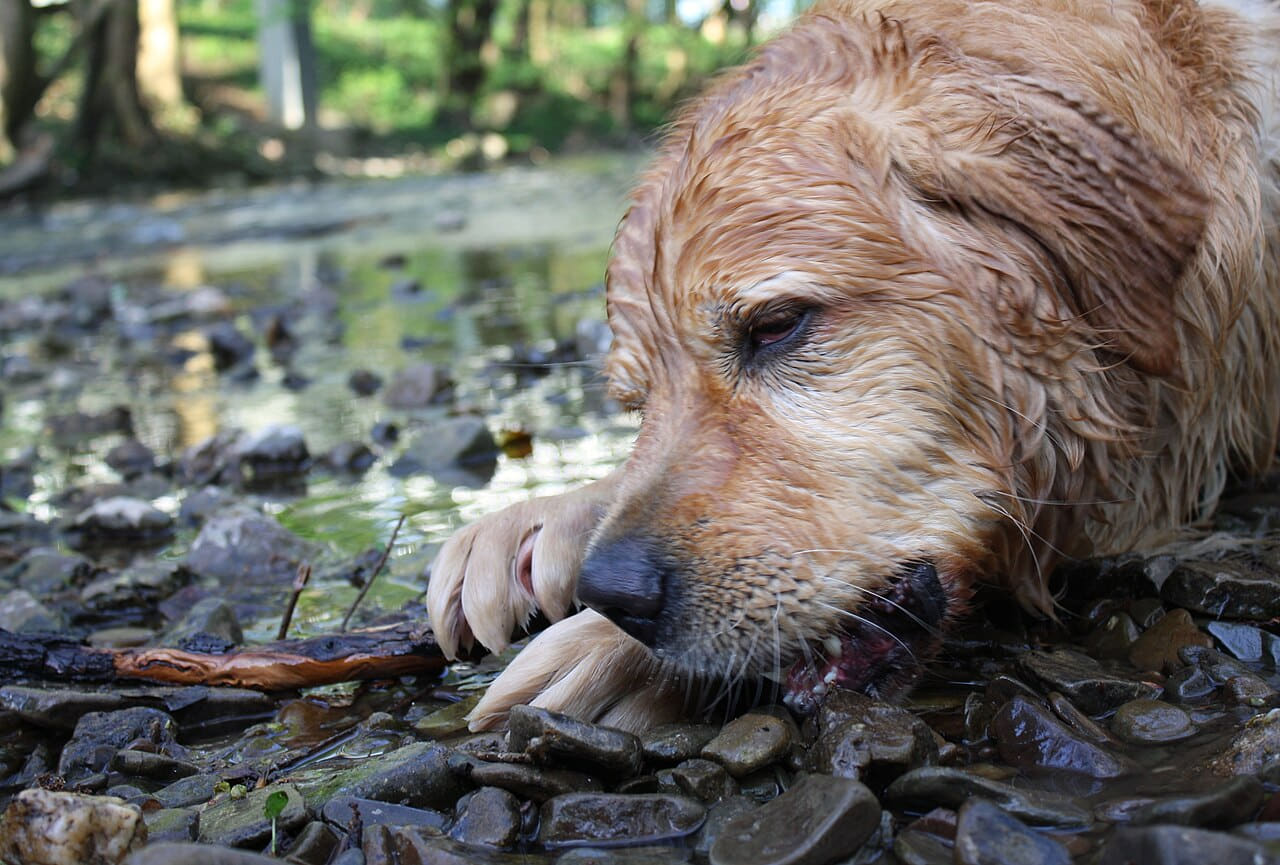 Fondo de pantalla Wet Golden Retriever portrait en tonos charcoal y near-black, Full HD, formato 4:3 para móvil