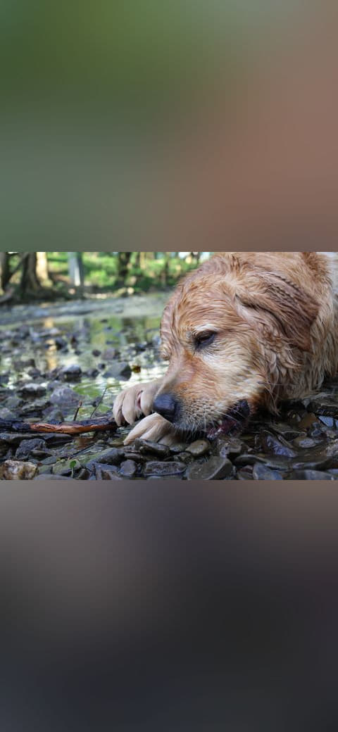 Wet Golden Retriever portrait wallpaper in charcoal and near-black tones, Full HD, 4:3 format for phone