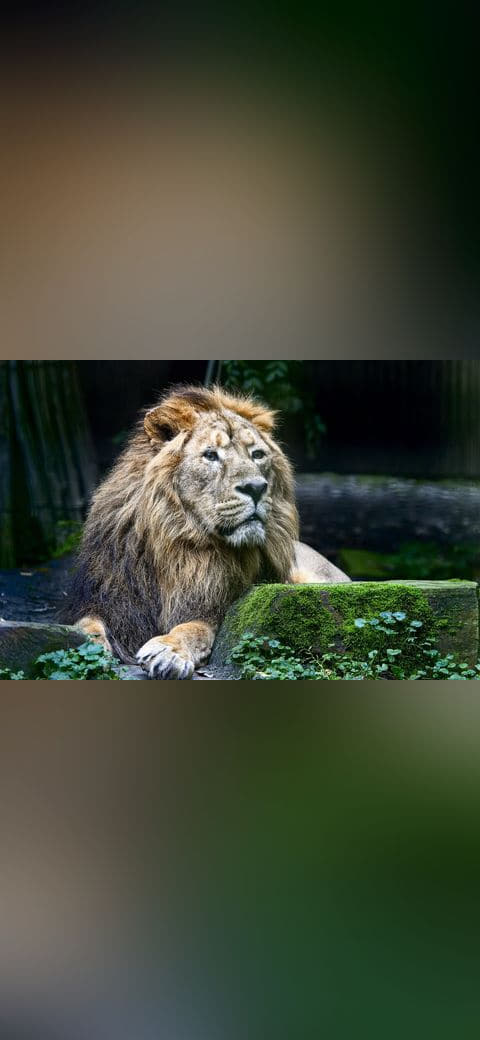 When I Was Free I Was A King wallpaper in near-black and near-black tones, Full HD, 4:3 format for phone