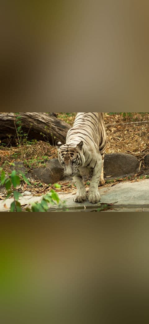 Fondo de pantalla White Bengal Tiger by the Pond en tonos oliva y oliva, Full HD, formato 4:3 para móvil