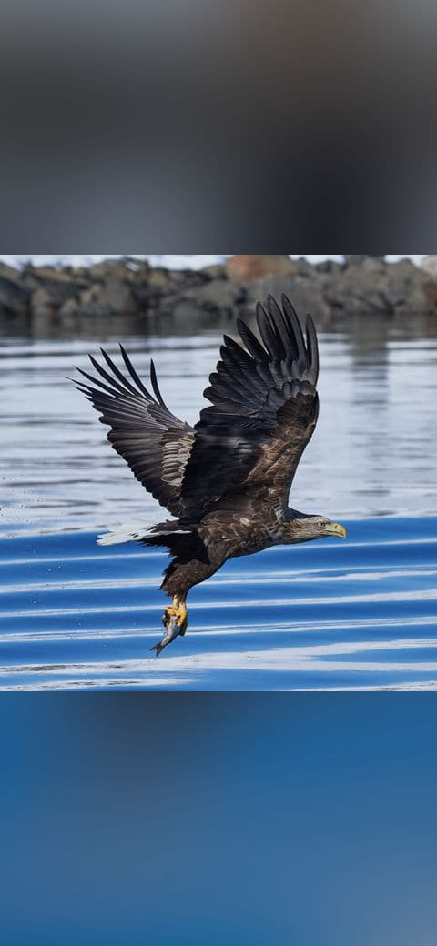 White tailed eagle raftsund square crop wallpaper in mint and charcoal tones, Full HD, 1:1 format for phone