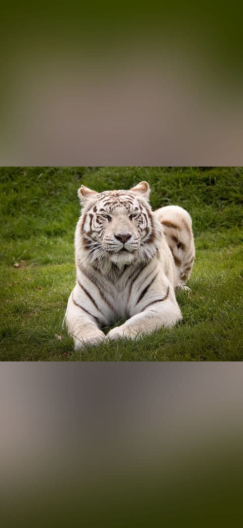 White Tiger wallpaper in charcoal and charcoal tones, Full HD, 4:3 format for phone