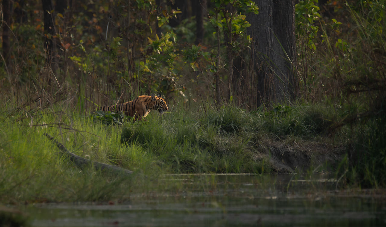 Fondo de pantalla Wild Bengal tiger near a water pond in Bardia… en tonos carbón y carbón, Full HD, formato 16:9 para móvil