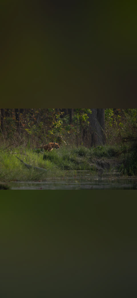 Fondo de pantalla Wild Bengal tiger near a water pond in Bardia… en tonos carbón y carbón, Full HD, formato 16:9 para móvil
