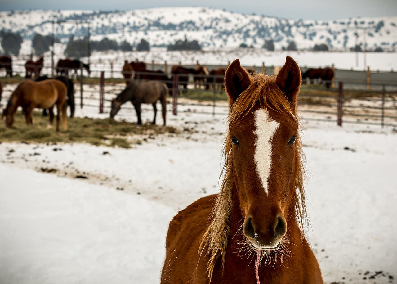 Fondo de pantalla Wild Horse Corral Facility - Hines, Oregon en tonos lavender y sand, Full HD, formato 4:3 para móvil