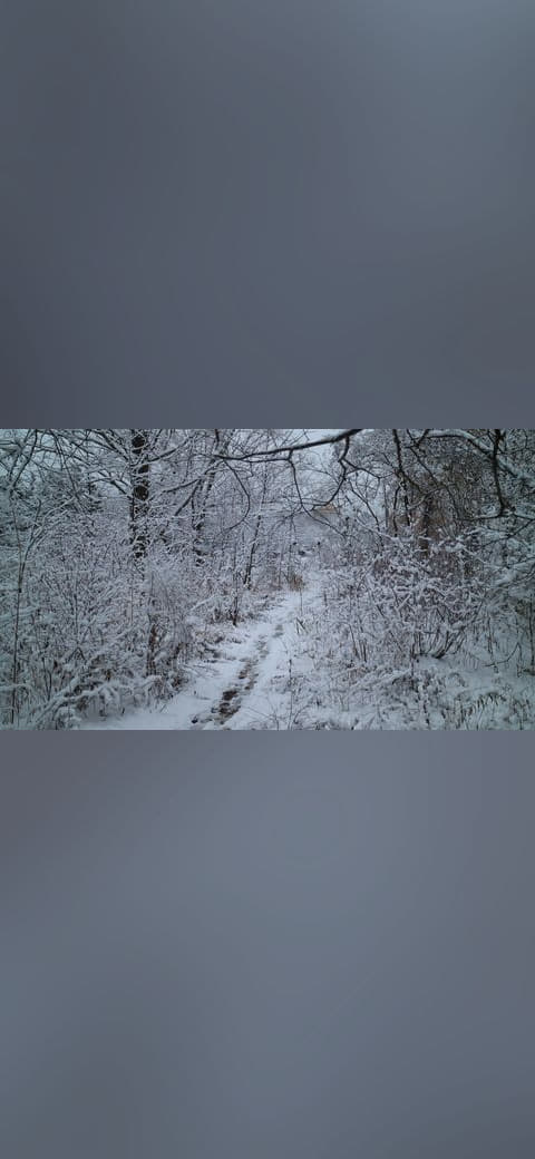 Winter Forest wallpaper in slate and olive tones, Full HD, 16:9 format for desktop