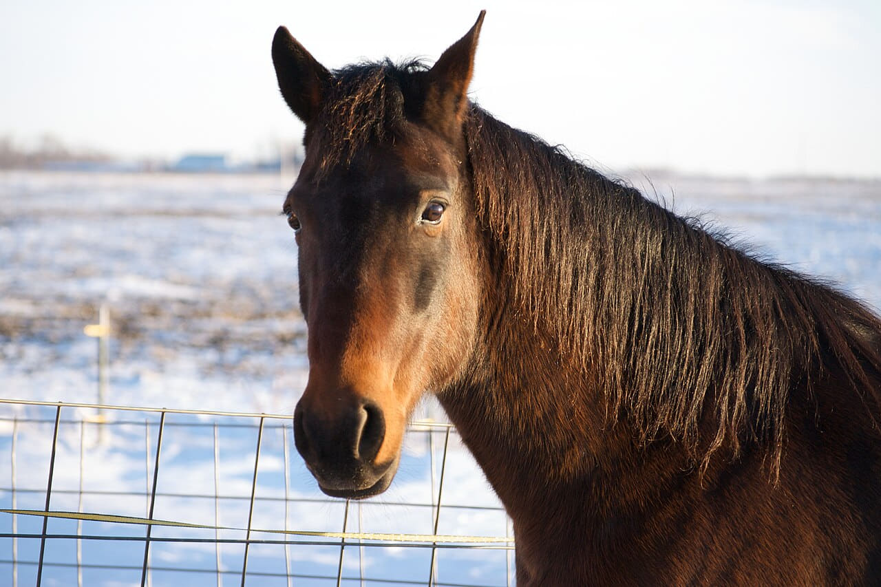 Fondo de pantalla Winter Horse Face Portrait en tonos cream y near-black, Full HD, formato 4:3 para móvil