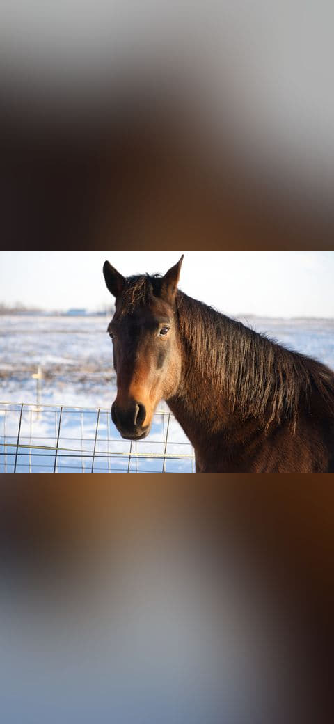Winter Horse Face Portrait wallpaper in cream and near-black tones, Full HD, 4:3 format for phone