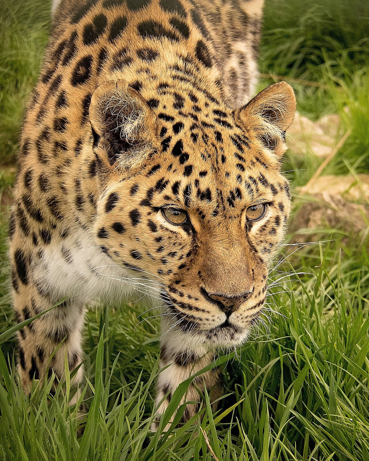 Xizi Amur Leopard wallpaper in olive and olive tones, Full HD, 4:5 format for phone