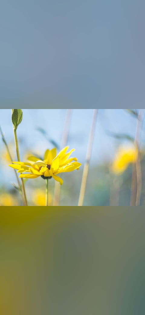 Fondo de pantalla Yellow flower in macro en tonos mint y mint, Full HD, formato 4:3 para móvil